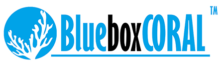 Akwarystyka morska BlueBoxCoral